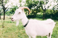 Farm concept with white goat  Photo | Free Download