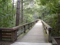 Forest bridge  Photo | Free Download