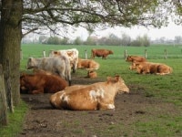 Moo 1 Photo | Free Download