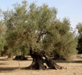 Olive  Photo | Free Download