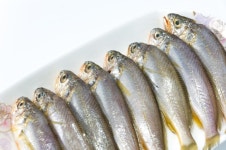 Piece swim creature sea gill  Photo | Free Download