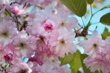 Pink apple blossom  Photo | Free Download