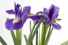 Purple elegant flowers vector  Photo | Free Download