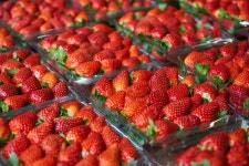 Ripe strawberries ready to eat  Photo | Free Download