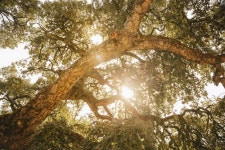 Sun shining through big tree  Photo | Free Download
