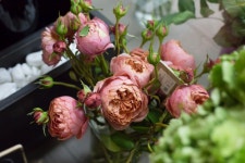 The Spring Flowers.  Photo | Free Download