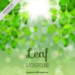 Green leaves with bright sun background  Vector | Free Download