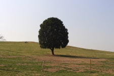 THE SEASONS REVOLVE - SUMMER / 전진 - genie