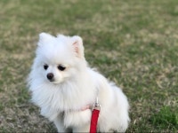 야생화 / 박효신 - genie