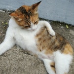 크리스마스 캐롤 준비하셨어요? 이 선곡 하나면 끝! - genie