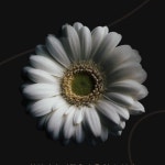 Aint Your Mama / Jennifer Lopez - genie