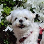 지니 : 음악, 그리고 설레임