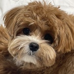 비밀요원 레너드의 미스터리31 / 라인프렌즈 (LINE FRIENDS) - genie