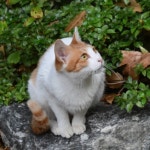 하니 (HANNI) - genie