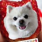 흰수염고래 - genie