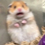 홍콩반점 / 리미와감자 - genie