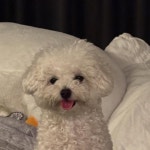 지니 : 음악, 그리고 설레임
