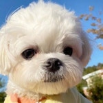 지니 : 음악, 그리고 설레임