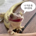 김영우 - genie