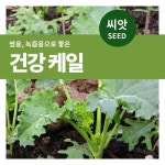 케일 씨앗 잎채소 텃밭 가꾸기 재배 인테리어의 시작, 집꾸미기