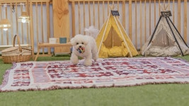 경주 파파야 애견동반 펜션, 경주 (천북.북군.보문), 경북 - 여기어때 특가