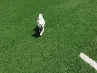 가평 땡큐도그 애견펜션 | 여기어때