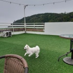 양양 양양 오핑 애견동반펜션 | 여기어때