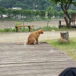 가평 숲속의정원펜션&글램핑 | 여기어때