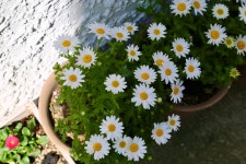 맥한의원 위치 · 진료시간 · 후기 확인하기