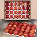 이슬마루 경북 의성 사과 47~50과 10kg [1개] - 에누리 가격비교