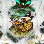 나비정원 | 작가 피드