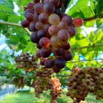 🍇idus독점희소 유기농포도🍇루비씨드레스 1.5kg [원산지:작품정보참조] | 아이디어스 🍇idus독점희소 유기농포도... 