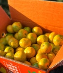 🍊제주아린팜🍊농장직송 극조생감귤 5kg, 10kg | 아이디어스 🍊제주아린팜🍊농장직송 극조생감귤 5kg, 10kg