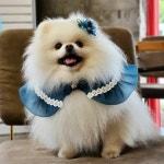 로코코블랑 디에스 케이프 및 꽃핀 세트 | 아이디어스 로코코블랑 디에스 케이프 및 꽃핀 세트