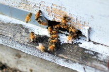 백두대간 이광용사과농장 | 스토리  백두대간 이광용사과농장