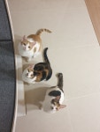 꽃냥 | 스토리  꽃냥