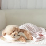 개달당 포근한 겨울 극세사 강아지 겨울이불 2color | 아이디어스 개달당 포근한 겨울 극세사 강아지 겨울이불 2color