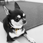 ✳️개르메스 넥목걸이 #Black | 아이디어스 ✳️개르메스 넥목걸이 #Black