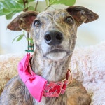 로즈가든 마틴게일 강아지 목줄 | 아이디어스 로즈가든 마틴게일 강아지 목줄