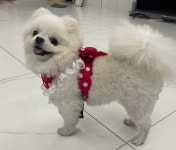 깜찍하개 하네스 | 아이디어스 깜찍하개 하네스