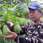 호동베리농장 | 판매중인 작품 호동베리농장
