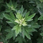 강화마니(마리농장) | 프로필 강화마니(마리농장)