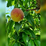 피치파이브 농장 | 피드 피치파이브 농장