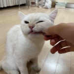 [ 뚜리까까 ] 소고기육포🐮 | 아이디어스 [ 뚜리까까 ] 소고기육포🐮