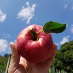 경남거창 코주부농장 | 스토리  경남거창 코주부농장
