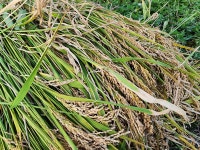 울진 농부들(우리진더하기 협동조합) | 작가 피드