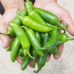 은성농장 과일고추2kg/4kg | 아이디어스 은성농장 과일고추2kg/4kg