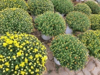 한국 제1호 유기농가 엔젤농장 | 작가 피드 한국 제1호 유기농가 엔젤농장