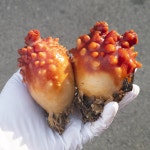 2022년 첫 출하 햇 멍게 깐멍게 횟감 무침 젓갈 | 아이디어스 아이디어스