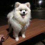 깜찍하개 하네스 | 아이디어스 - 핸드메이드, 수공예, 수제 먹거리 깜찍하개 하네스